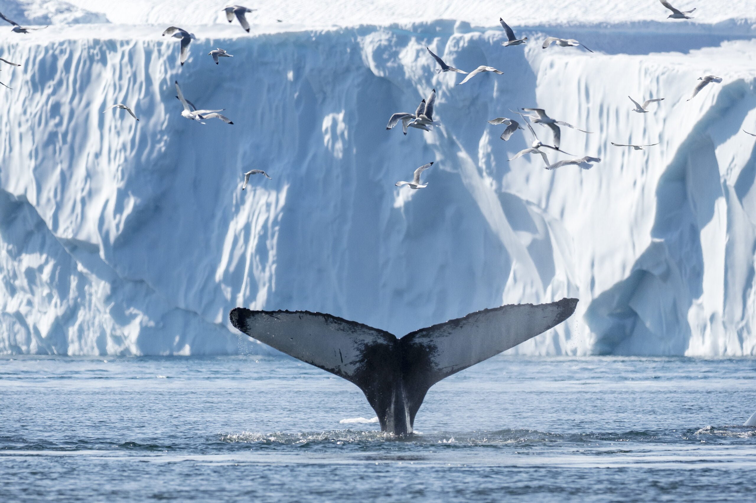 Whale watching - Go on a whale safari in Ilulissat - World of Greenland